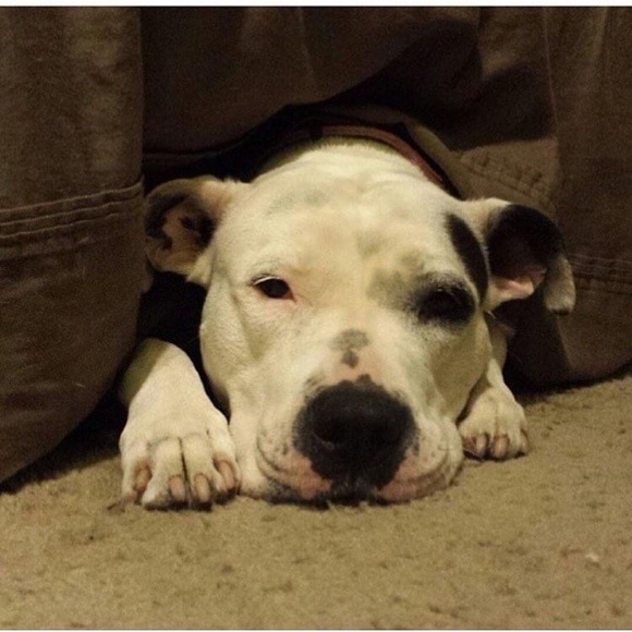 Meet your Posher, Mo - Picture 5 of 8